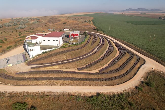 Aroma sampling of 5 Bulgarian Lavender varieties at DiVes Winery - Walking the terraces above the Black Sea