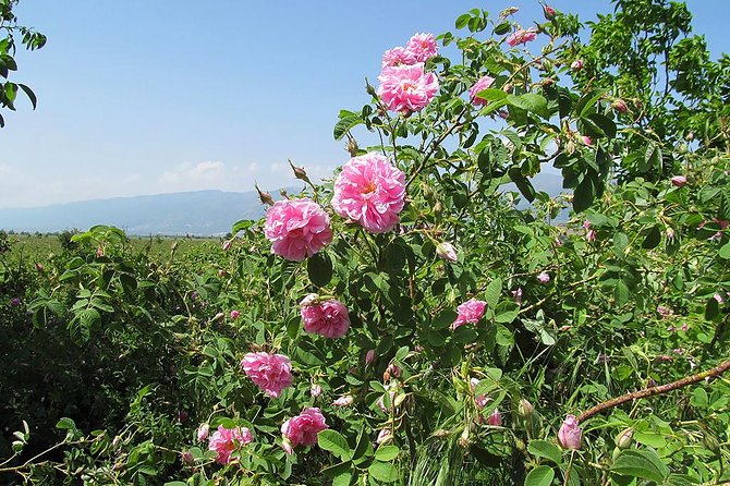 Kazanlak-Rose Valley-Valley of the Thracian Kings - private tour from Plovdiv - The UNESCO tomb and its carefully made replica