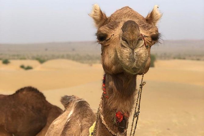 Non Touristic Half Day Camel Safari Thar Desert Sunset - Leaving Jaisalmer by private jeep
