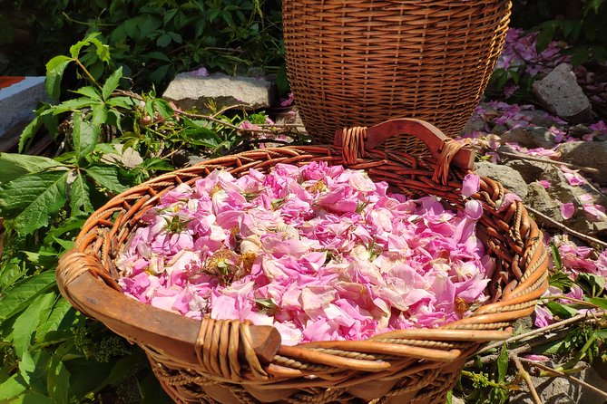 Picking Roses Workshop & Extracting Rose Oil in the Rose Valley - Karlovo Old Town and the local setting