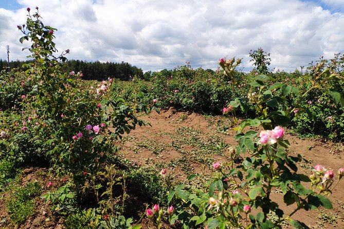 Private Access Rose Festival Kazanlak 05-07.06.2025 - Ten hours in Kazanlak, not ten separate tours