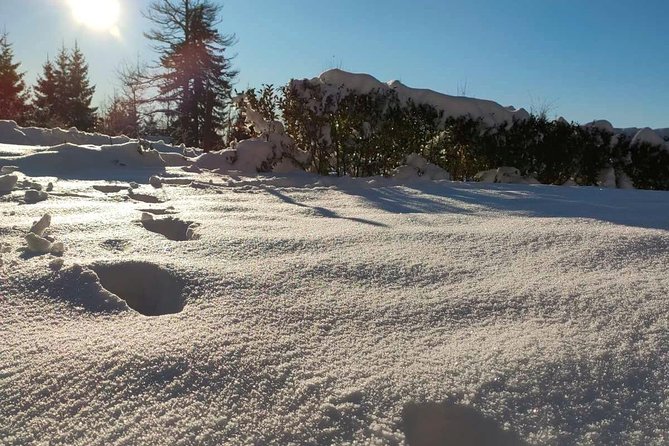 Private Buggy Experience All Seasons in Pamporovo - Is $33.74 per person good value?