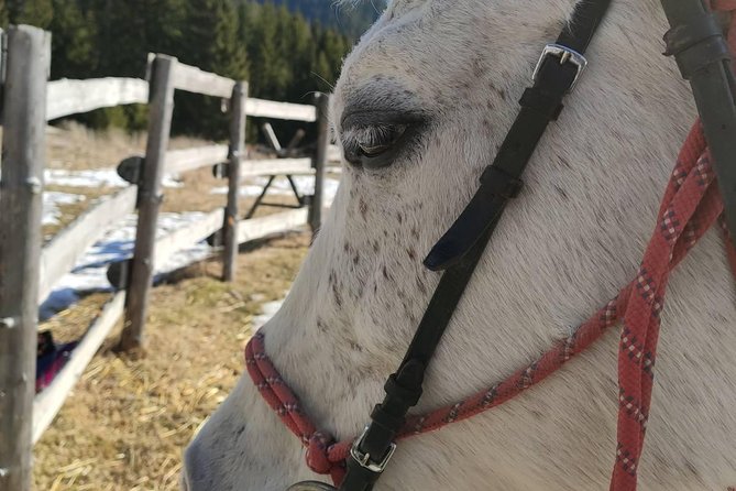 Private Horseback Riding the Rila Range - What the $140.83 price really buys