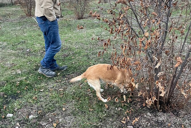 Truffle Hunting in Kyustendil - Meeting Claire, the dog with the important job