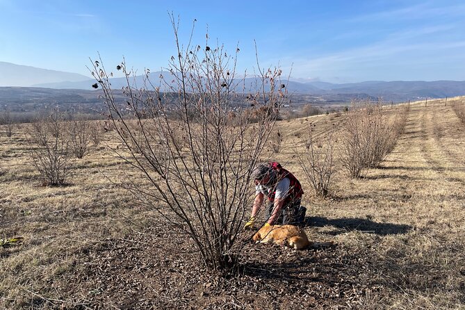 Truffle Hunting in Kyustendil - From freshly dug truffles to the table